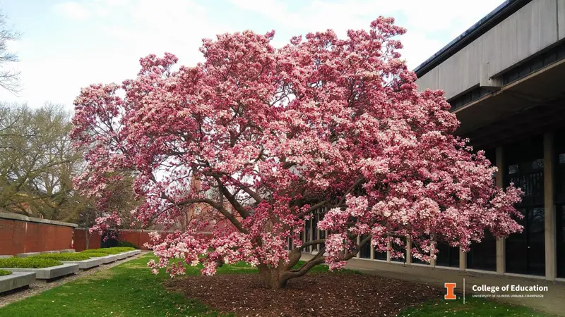 A large tree outside the Education Building on the University of Illinois Urbana-Champaign campus